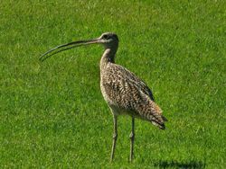 Migratory bird in Arizona